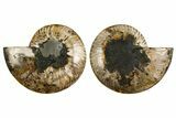 Cut & Polished, Crystal-Filled Ammonite Fossil - Madagascar #333725-1